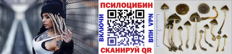 Псилоцибиновые грибы Cubensis  кракен как зайти  Горбатов 